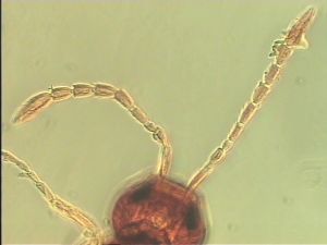 brevicornis Htype 4.jpg