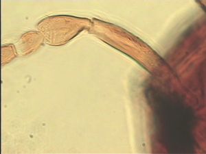 brevicornis Htype 5.jpg