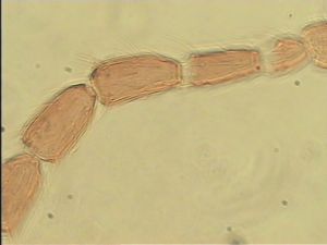 brevicornis Htype 6.jpg