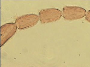 brevicornis Htype 7.jpg