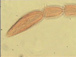 brevicornis Htype 8.jpg