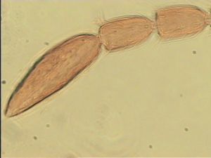 brevicornis Htype 9.jpg