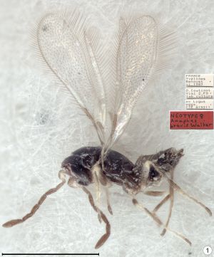 brevis Neotype Walker - after Huber, 2018.png