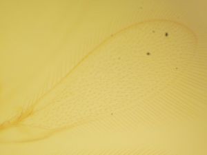 maculicornis 'Type' 1.JPG