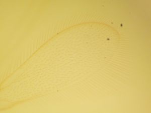 maculicornis 'Type' 2.JPG