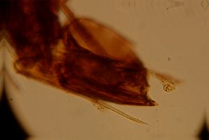 maculicornis 'Type' 3.jpg