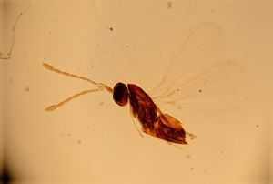 maculicornis 'Type' 4.jpg