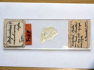 maculicornis 'Type' S.JPG