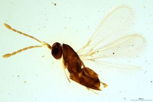 maculicornis Soyka 'Type' 0.jpg