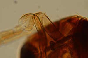 malchinensis 'Type' 1.jpg