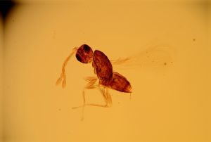 malchinensis 'Type' 2.jpg