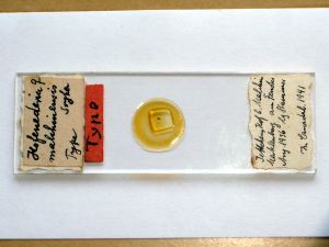 malchinensis 'Type' s.JPG