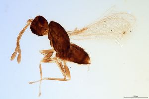 malchinensis Soyka 'Type' 0.jpg