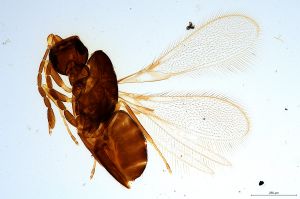 pectoralis  Soyka Ltype 0.jpg