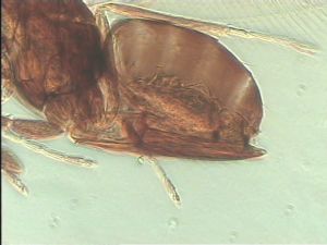 pectoralis Ltype 10.jpg