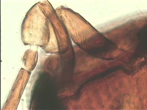 pectoralis Ltype 12.jpg