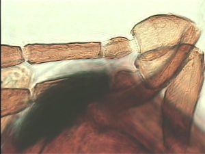 pectoralis Ltype 13.jpg