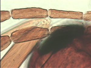 pectoralis Ltype 14.jpg