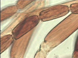 pectoralis Ltype 15.jpg