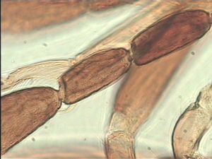 pectoralis Ltype 16.jpg