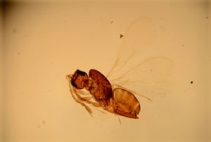 pectoralis Ltype 18.jpg