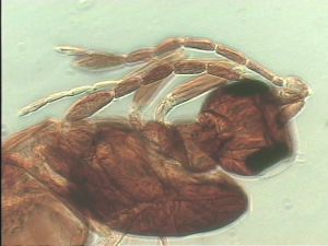 pectoralis Ltype 6.jpg