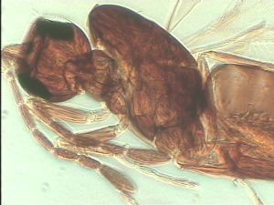 pectoralis Ltype 8.jpg