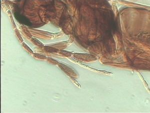 pectoralis Ltype 9.jpg