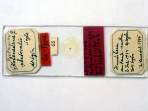 pectoralis Ltype s.JPG