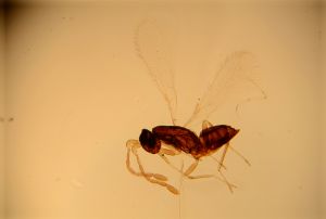 pectoralis Th2675-1.jpg