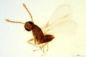 pinguicornis  Soyka  Htype 0.jpg