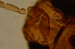 pinguicornis Htype 1.jpg