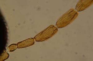 pinguicornis Htype 3.jpg