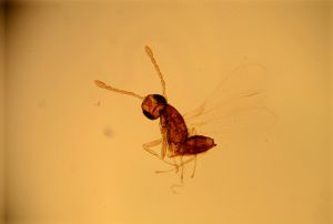 pinguicornis Htype 4.jpg