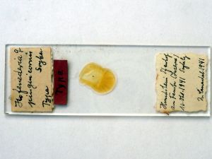 pinguicornis Htype s.JPG