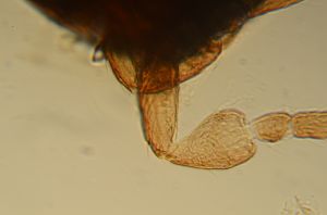 rotundipennis Htype 1.jpg