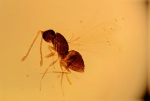 rotundipennis Htype 2.jpg