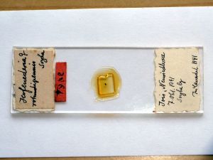 rotundipennis Htype s.JPG