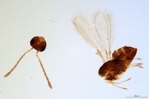 aestiva  Soyka Htype 0.jpg