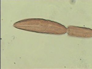 aestiva Htype 10.jpg