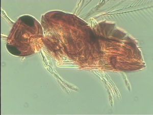 aestiva Htype 11.jpg