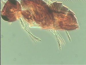 aestiva Htype 12.jpg