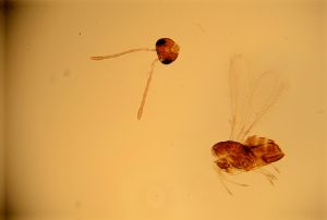 aestiva Htype 14.jpg