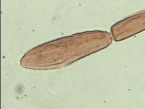 aterrima Htype 12.jpg