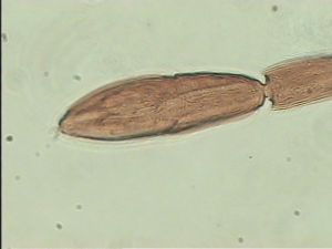 aterrima Htype 13.jpg