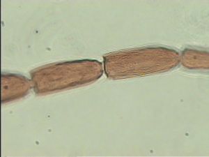 aterrima Htype 14.jpg