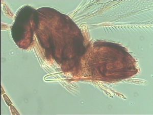 aterrima Htype 17.jpg