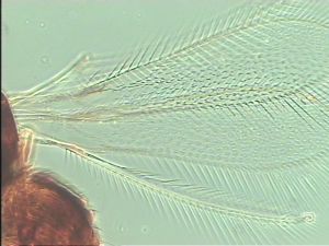 aterrima Htype 2.jpg