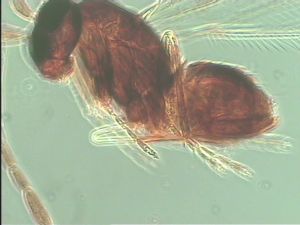 aterrima Htype 20.jpg