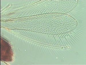 aterrima Htype 3.jpg